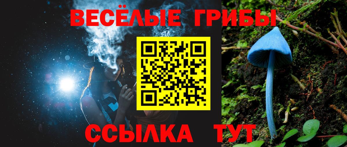 Псилоцибиновые грибы Psilocybe Черногорск